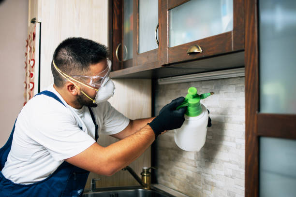 Wasp Removal Services in Fredericktown, MO